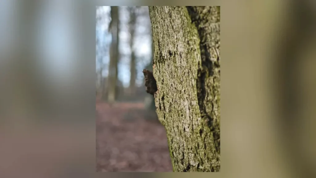 Image Sample- Xiaomi Photography Kit