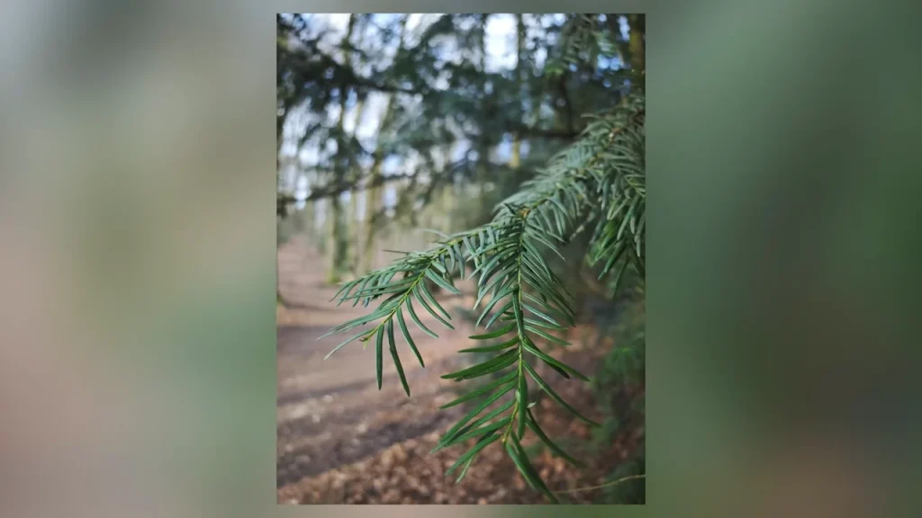 Xiaomi Photography Kit Image Sample